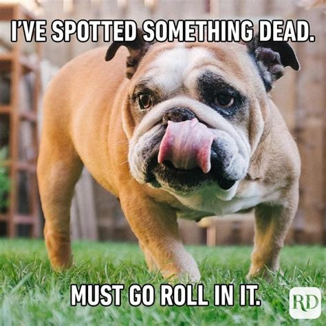 Click image for larger version

Name:	DOG1.jpg
Views:	61
Size:	80.0 KB
ID:	452