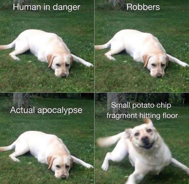Click image for larger version

Name:	DOG2.jpg
Views:	64
Size:	106.8 KB
ID:	454