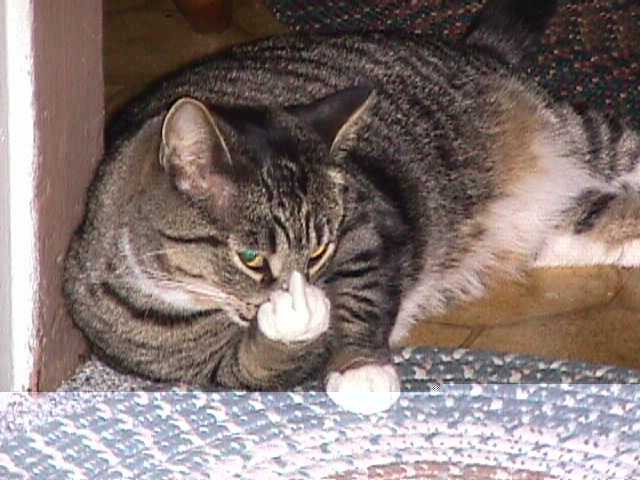 Click image for larger version

Name:	Cat.jpg
Views:	37
Size:	84.3 KB
ID:	526