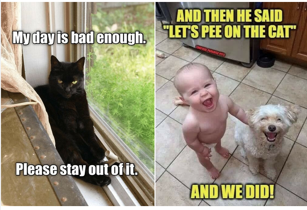Click image for larger version

Name:	1 pee on the cat!.png
Views:	36
Size:	483.5 KB
ID:	528