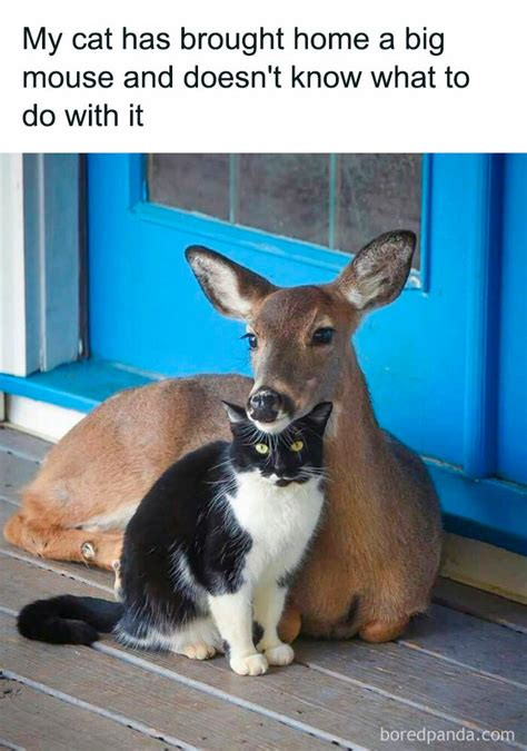 Click image for larger version

Name:	cat3.jpg
Views:	32
Size:	85.4 KB
ID:	536