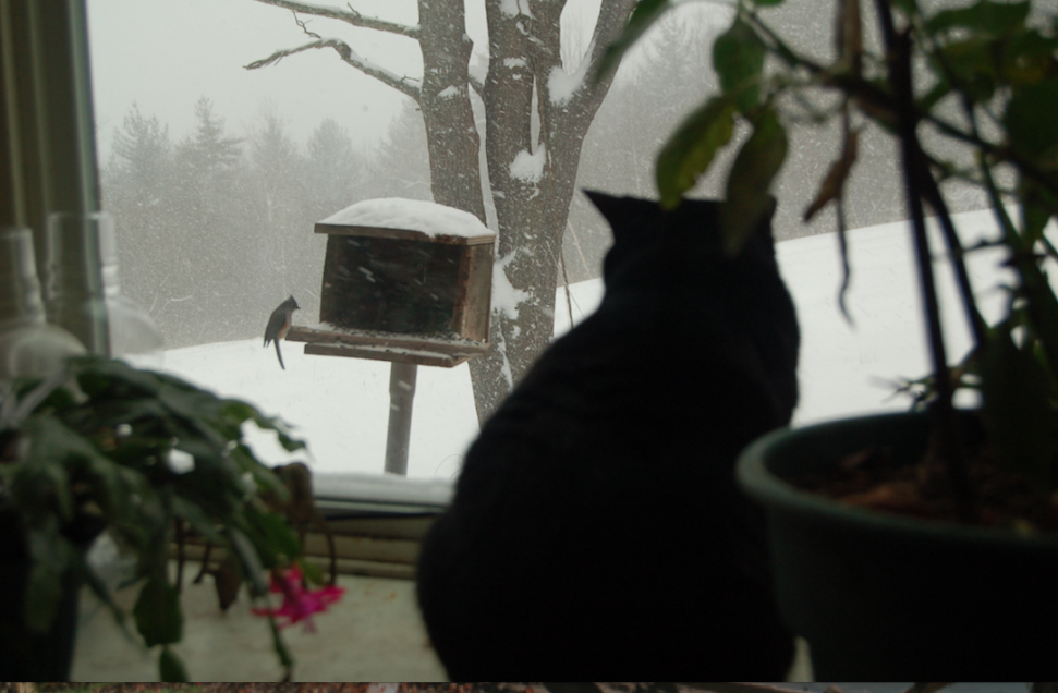 Click image for larger version

Name:	cat cardinal snowstorm.png
Views:	31
Size:	841.6 KB
ID:	560