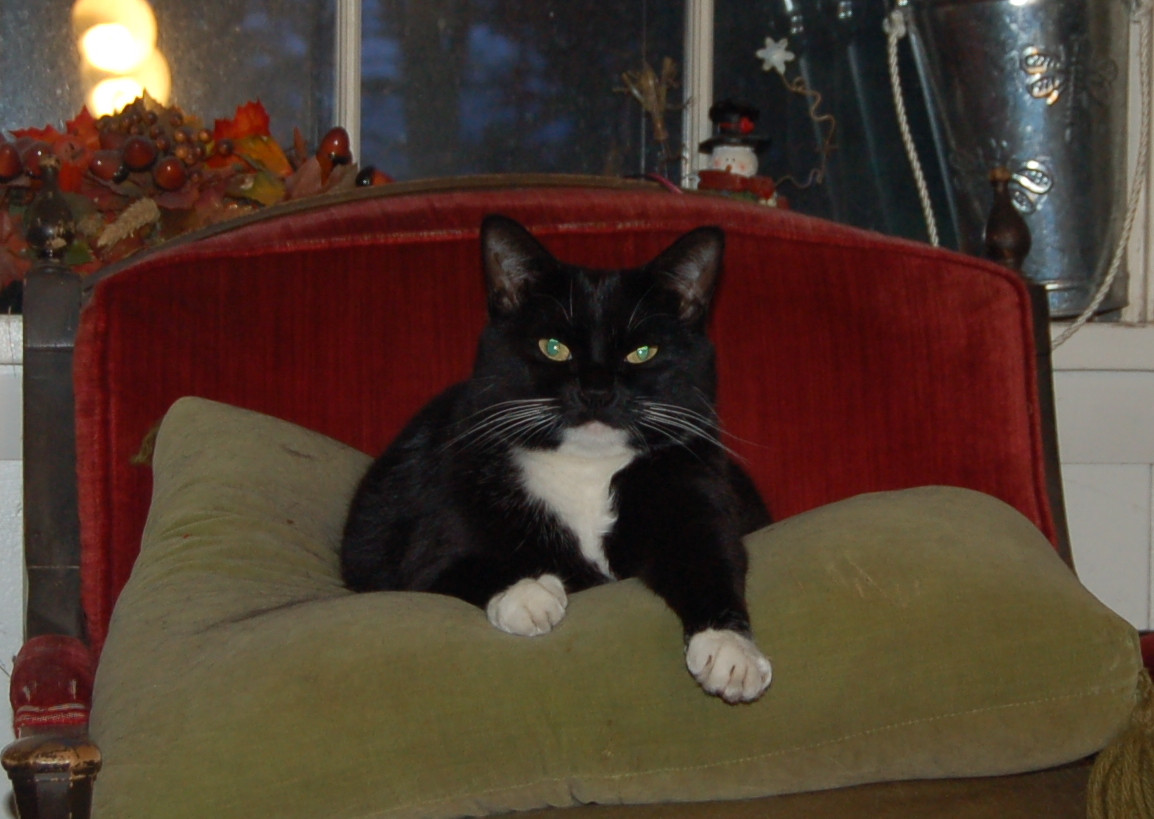 Click image for larger version

Name:	Happy Roxy on the chair.jpg
Views:	31
Size:	192.5 KB
ID:	562