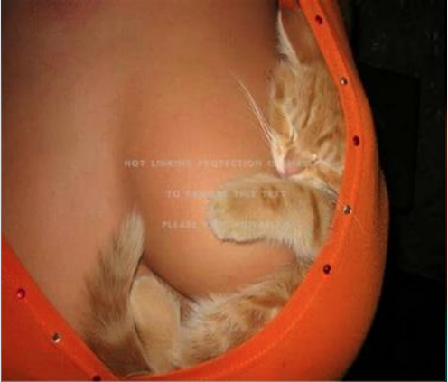 Click image for larger version

Name:	1 kitty boobs.png
Views:	32
Size:	195.2 KB
ID:	564