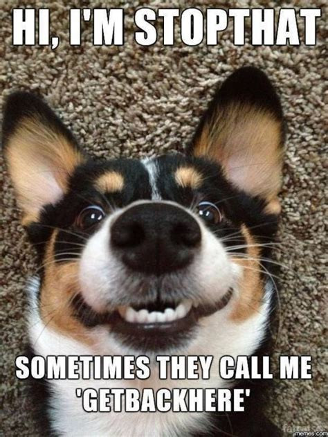 Click image for larger version

Name:	dog1.jpg
Views:	52
Size:	107.2 KB
ID:	584