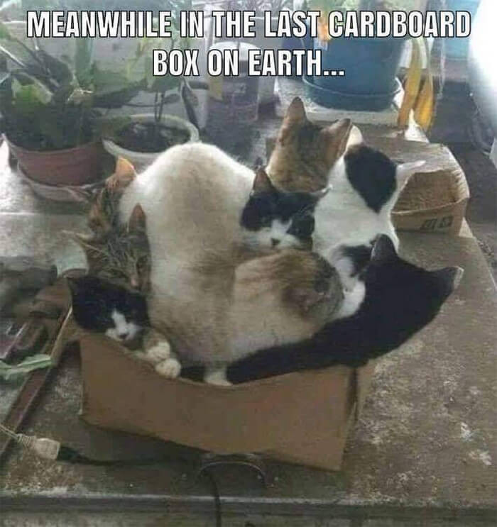 Click image for larger version

Name:	CAT4.jpg
Views:	43
Size:	92.0 KB
ID:	1357