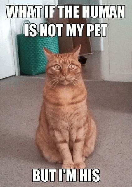Click image for larger version

Name:	CAT6.jpg
Views:	42
Size:	62.2 KB
ID:	1359