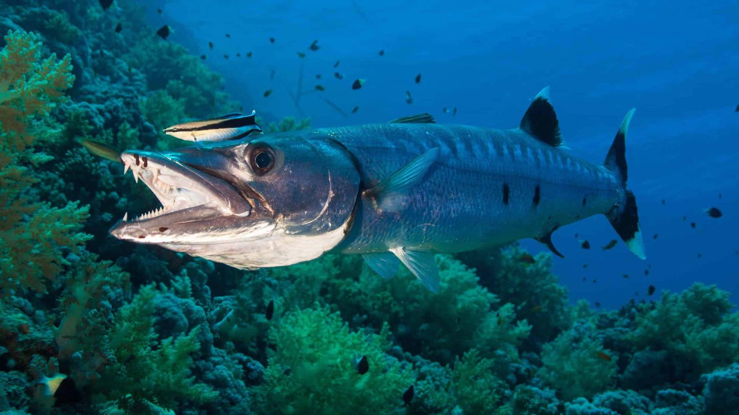 Click image for larger version

Name:	great-barracuda-underwater-wo4ug8qetfgdxwzq.jpg
Views:	42
Size:	120.9 KB
ID:	1375