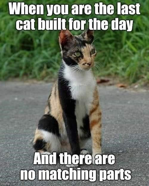 Click image for larger version

Name:	CAT5.jpg
Views:	39
Size:	73.7 KB
ID:	1386