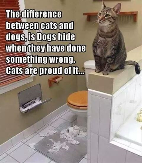 Click image for larger version

Name:	CAT7.jpg
Views:	39
Size:	69.8 KB
ID:	1388