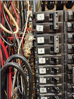 Click image for larger version

Name:	mouse in breaker box.jpg
Views:	45
Size:	115.4 KB
ID:	1850