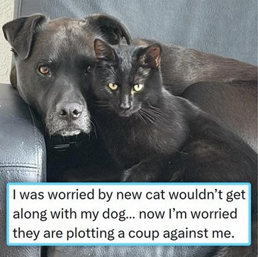 Click image for larger version

Name:	CAT11.jpg
Views:	2
Size:	51.1 KB
ID:	2005