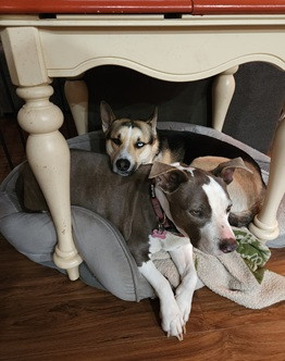 Click image for larger version

Name:	lazy dogs.jpg
Views:	64
Size:	32.5 KB
ID:	2259