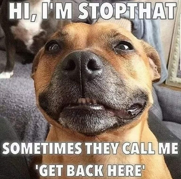 Click image for larger version

Name:	funny-wholesome-dog-memes-19-768x758.jpg
Views:	38
Size:	178.1 KB
ID:	2351