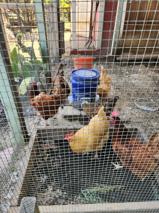 Click image for larger version

Name:	Chicken bath.png
Views:	31
Size:	839.4 KB
ID:	2863
