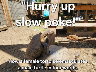 Click image for larger version

Name:	Turtles.png
Views:	14
Size:	296.1 KB
ID:	2903