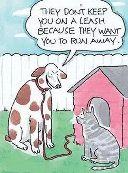 Click image for larger version

Name:	DOG1.webp
Views:	50
Size:	49.8 KB
ID:	2918