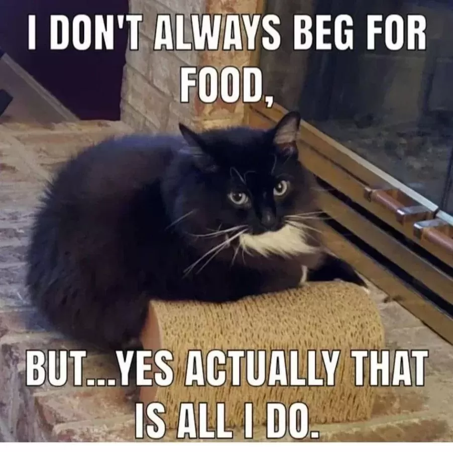 Click image for larger version

Name:	CAT3.webp
Views:	9
Size:	55.4 KB
ID:	3081