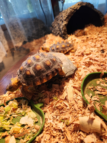 Click image for larger version

Name:	turtle babies.png
Views:	25
Size:	572.3 KB
ID:	3307