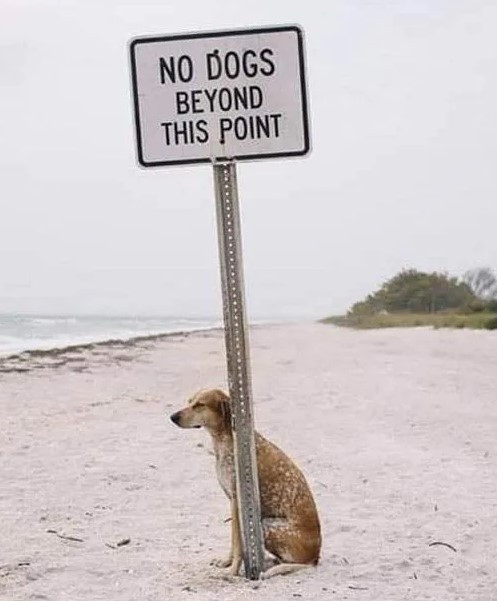 Click image for larger version

Name:	DOG1.jpg
Views:	37
Size:	54.4 KB
ID:	3589