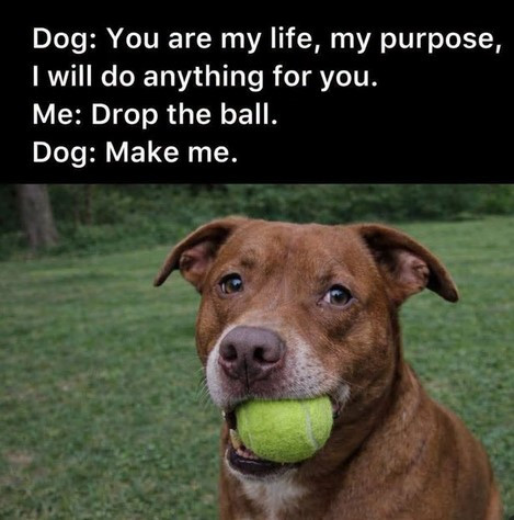 Click image for larger version

Name:	DOG1.jpg
Views:	17
Size:	59.0 KB
ID:	3744