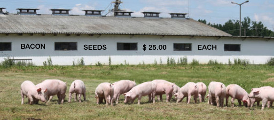 Click image for larger version

Name:	BACON SEEDS.jpg
Views:	15
Size:	53.0 KB
ID:	4086