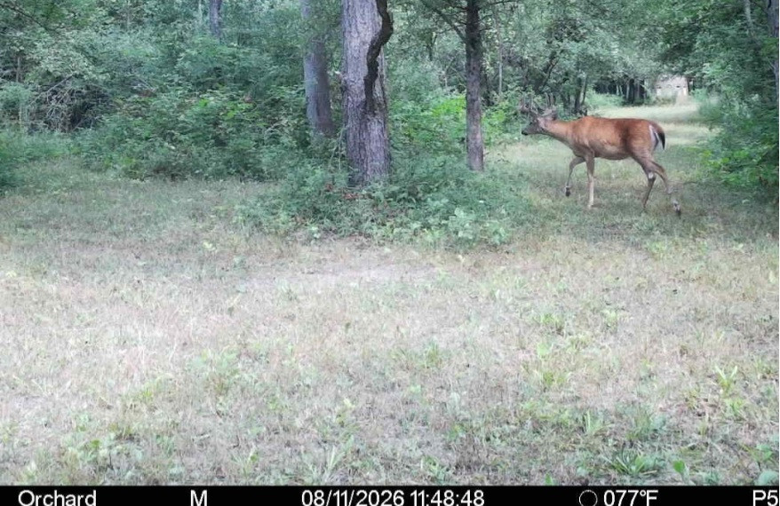 Click image for larger version

Name:	Screenshot_20260811_145637_Spartan Camera.jpg
Views:	32
Size:	199.9 KB
ID:	4718