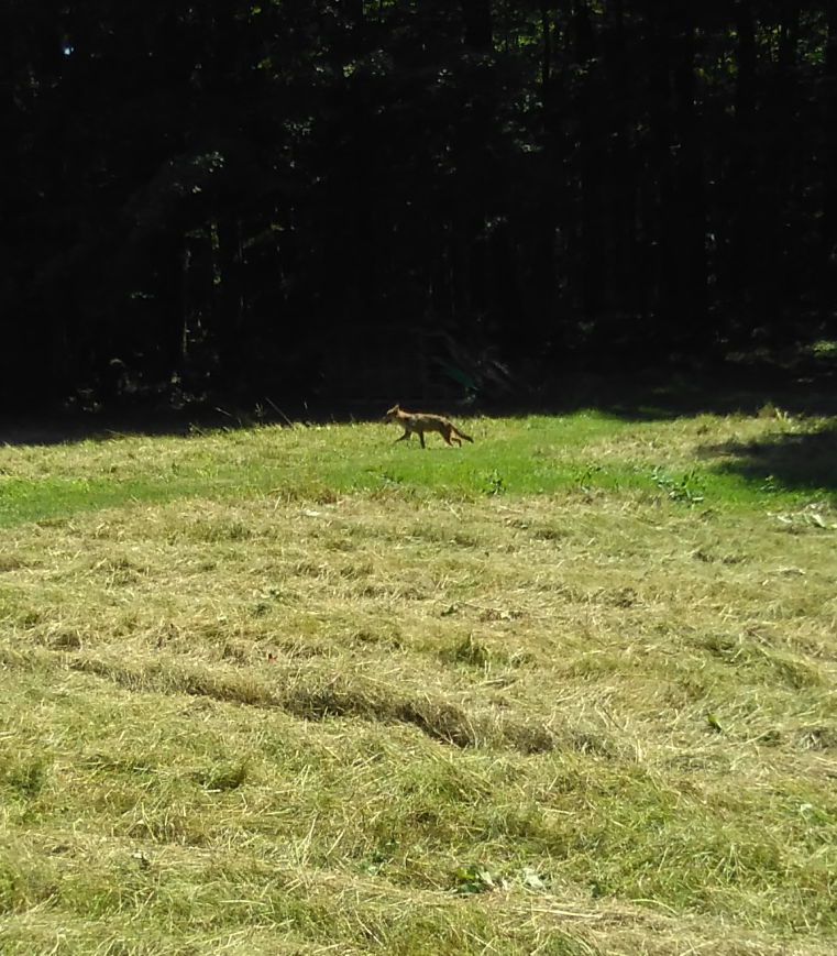 Click image for larger version

Name:	3 foot coyote.png
Views:	55
Size:	980.6 KB
ID:	4772