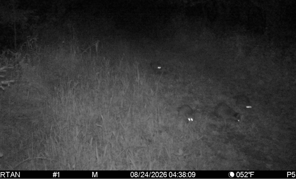 Click image for larger version

Name:	Screenshot_20260824_074238_Spartan Camera.jpg
Views:	66
Size:	143.1 KB
ID:	5132