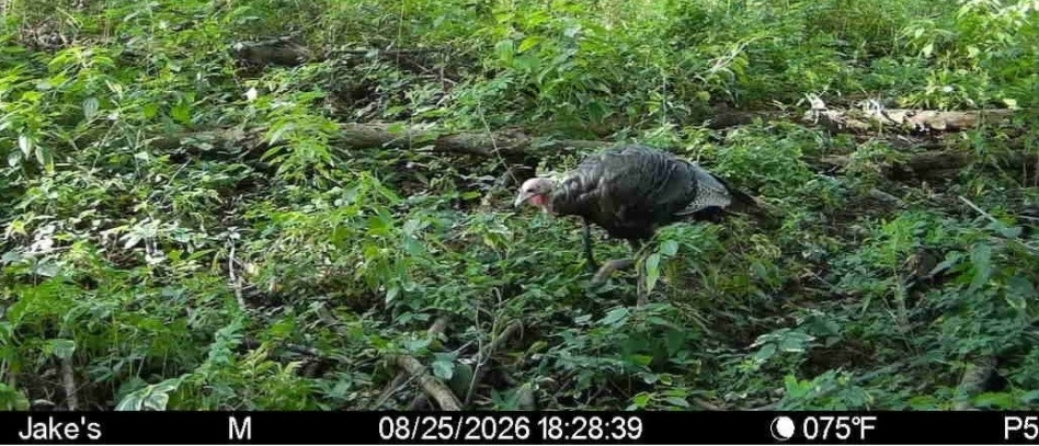 Click image for larger version

Name:	Screenshot_20260825_183648_Spartan Camera.jpg
Views:	18
Size:	194.3 KB
ID:	5189