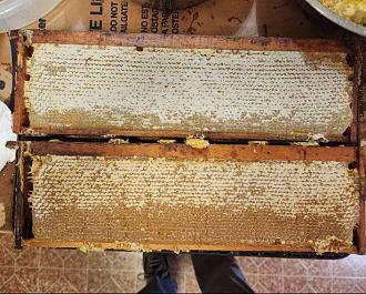 Click image for larger version

Name:	honey 2 2026.jpg
Views:	28
Size:	215.9 KB
ID:	5667
