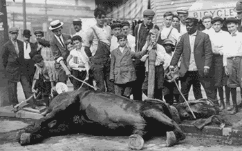 Click image for larger version

Name:	horse.gif
Views:	33
Size:	48.6 KB
ID:	5747