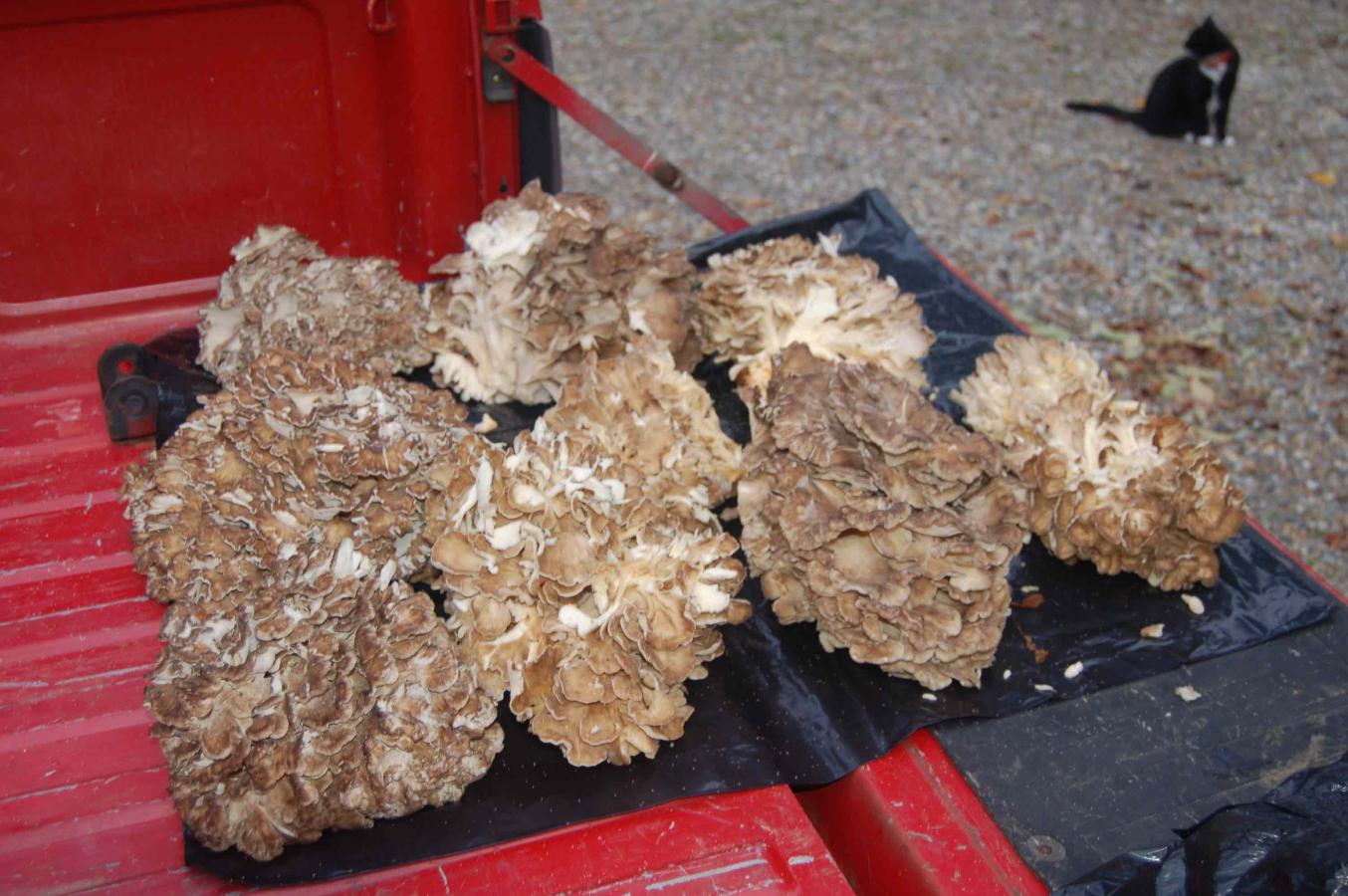 Click image for larger version

Name:	1 hen of the woods copy.jpg
Views:	25
Size:	165.8 KB
ID:	6099