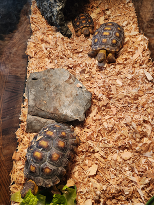 Click image for larger version

Name:	Baby turtle growth.png
Views:	14
Size:	316.8 KB
ID:	6988