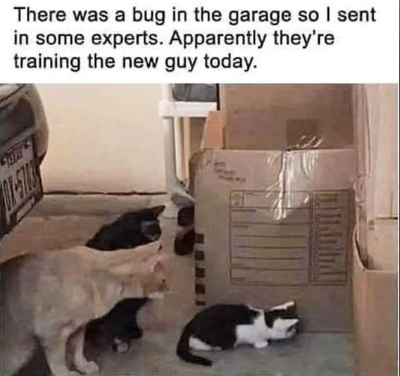 Click image for larger version

Name:	CAT1.jpg
Views:	19
Size:	66.6 KB
ID:	7041