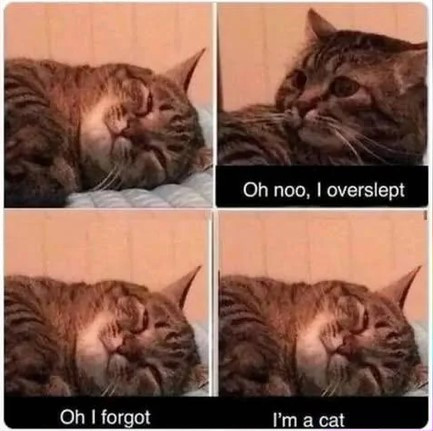 Click image for larger version

Name:	CAT1.jpg
Views:	9
Size:	49.3 KB
ID:	7266