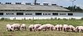 Click image for larger version

Name:	BACON SEEDS.jpg
Views:	20
Size:	53.0 KB
ID:	4085