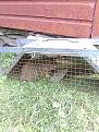 Click image for larger version

Name:	1 chuckys in jail.jpg
Views:	62
Size:	171.5 KB
ID:	4769